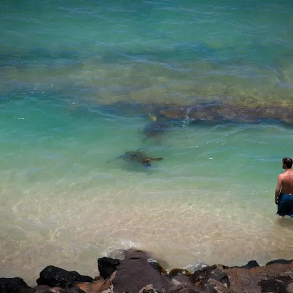 Yonegan Central Maui Getaways，位于怀卢库的酒店