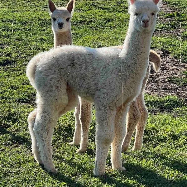 Bauernhof Glamping mit Alpakas und Ziegen，位于Thalmässing的酒店