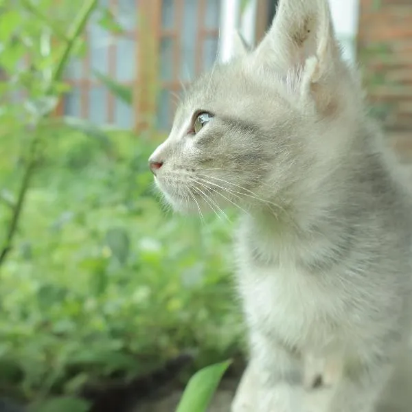 Chrisma Bed and Breakfast，位于Tomohon的酒店