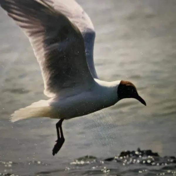 Seemöwe am Naturstrand，位于Hilgenriedersiel的酒店