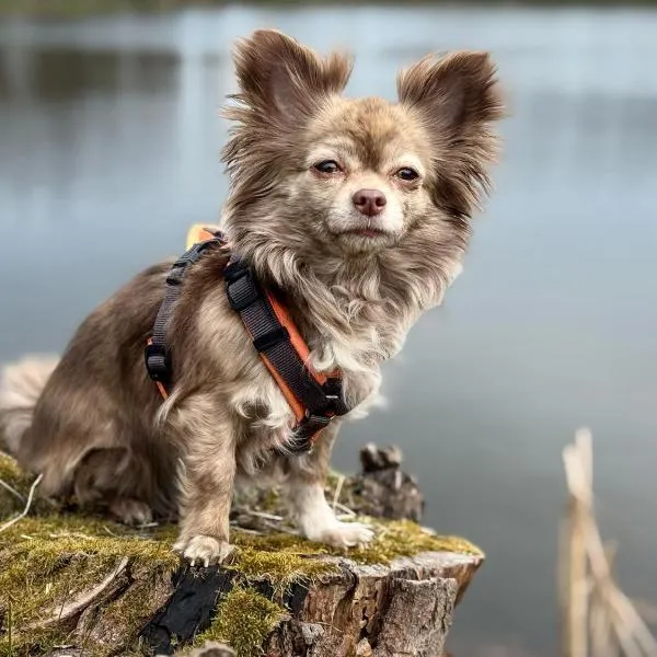 Hundeurlaub im Tiny House im Wald，位于Tanna的酒店