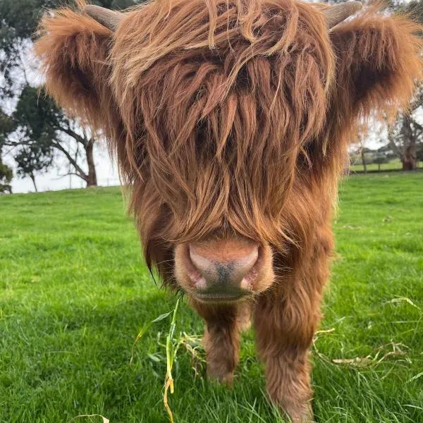 Farm Stay - Apollo Bay Tiny Stays，位于阿波罗湾的酒店