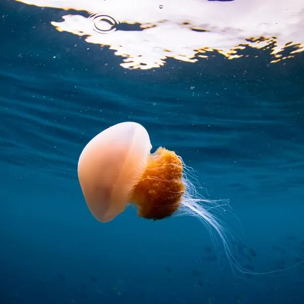 Mansuar Raja Ampat Bungalows，位于Kri的酒店