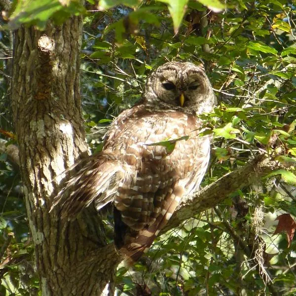 Wise Owl Retreat on the River，位于邓内伦的酒店