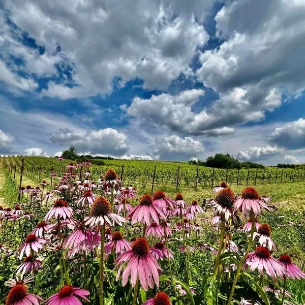 Winnica Kosmos，位于Lubcza的酒店
