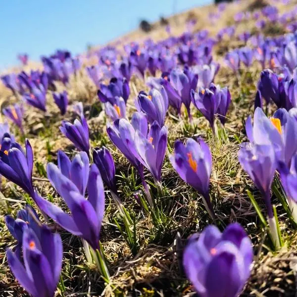 DOMŽALSKI DOM na Veliki Planini，位于Stahovica的酒店