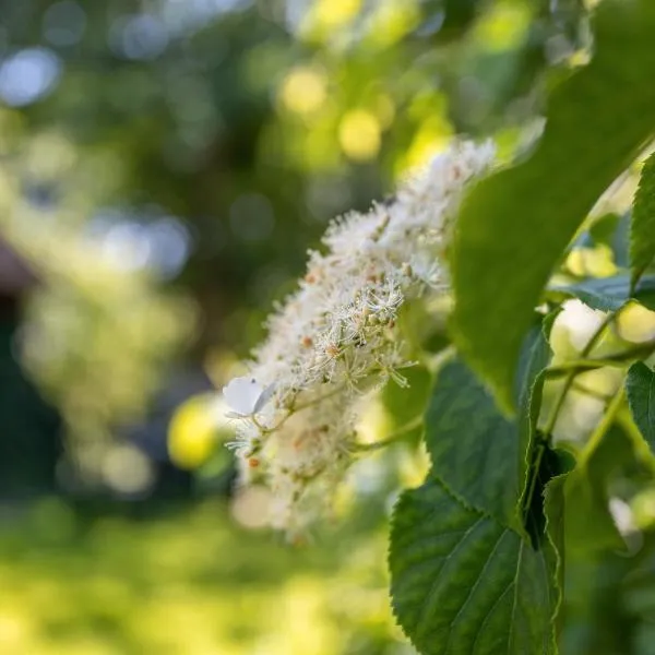 Fewo Silke Dethlefsen，位于佩尔沃姆的酒店