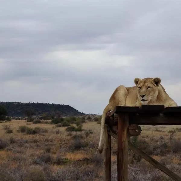 Weltevreden Game Lodge，位于布隆方丹的酒店