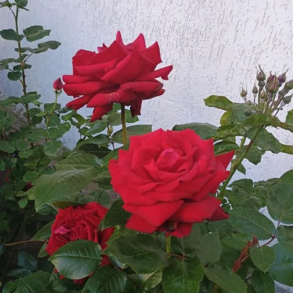 Chata Pod Różą，位于Lędzin的酒店