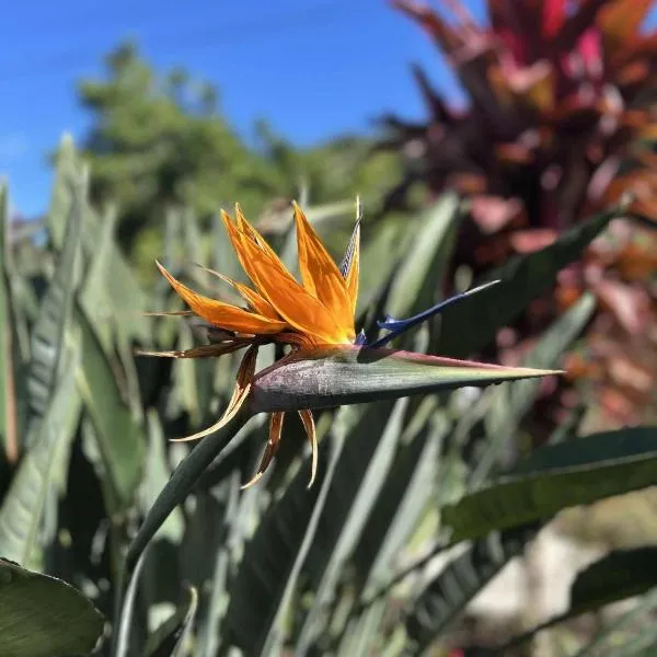 Notre Z'oiseau de Paradis，位于圣安德烈的酒店