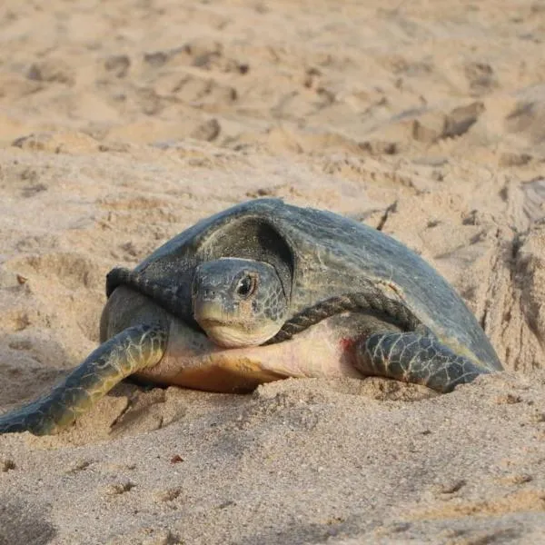 Ras Al Jinz Turtle Guest House，位于Junayz al Janūbī的酒店