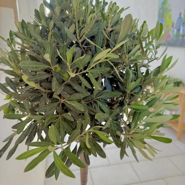 La dimora degli ulivi，位于托雷圣苏桑纳的酒店