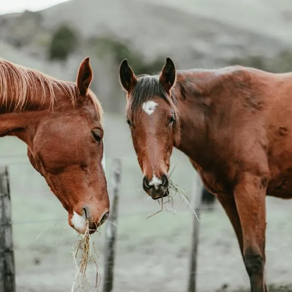 The Nest，位于Tasman的酒店