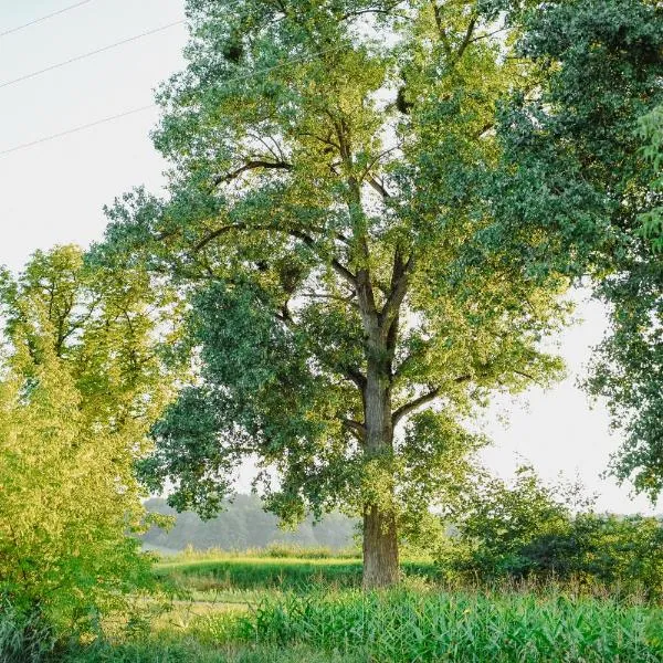 Uroczysko Oleśnica，位于霍杰日的酒店
