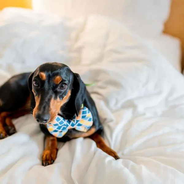 布鲁塞尔机场宜必思酒店，位于迭戈姆的酒店