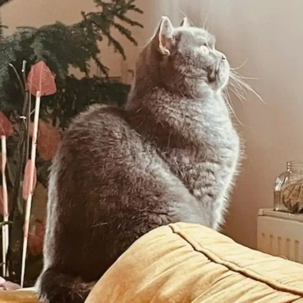 Chez Litchee et Albane，位于旺登海姆的酒店