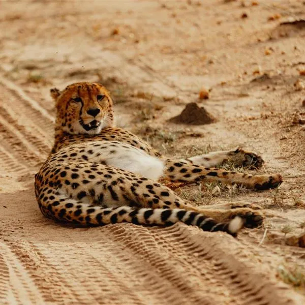 Radisson Safari Hotel Hoedspruit，位于侯斯普瑞特的酒店