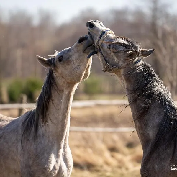 Ekoturystyka Nowina，位于Nowina的酒店