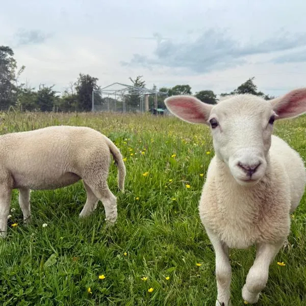 Kennedy Farm Lodge，位于Carmavy的酒店