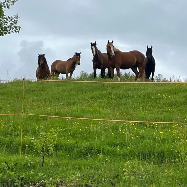 Feriehus midt mellom Tromsø og Senja，位于Myre的酒店