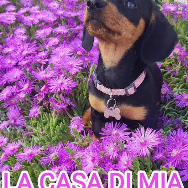La Casa Di Mia,，位于Vesime的酒店