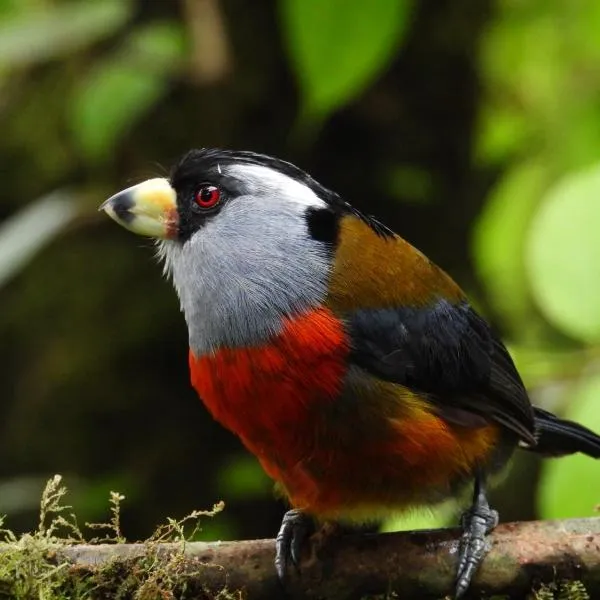 Natural Luxury Birding Lodge，位于Dagua的酒店