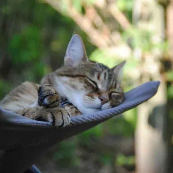 Les Chambres De La Loge，位于蒙莫里永的酒店