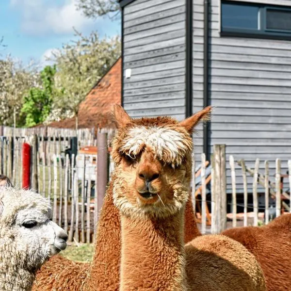 Tiny House Alpakablick - inklusive gratis Alpaka Meet & Greet，位于博尔肯的酒店
