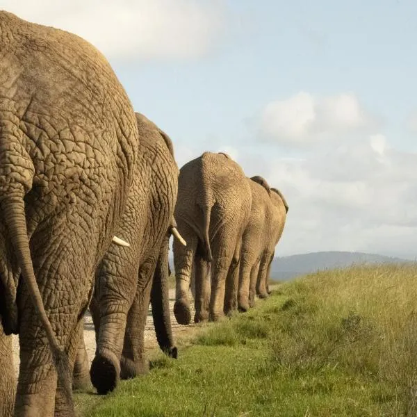 Knysna Elephant Park Lodge，位于普利登堡湾的酒店