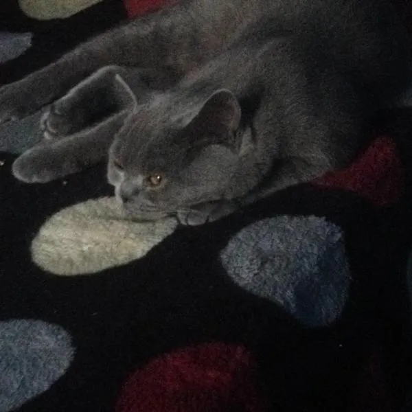 cont inchis，位于Ciocanu的酒店