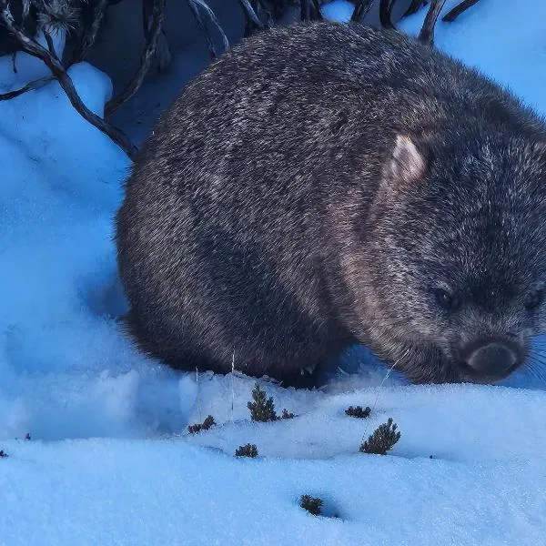 高山摇篮度假住宿加早餐旅馆，位于Moina的酒店