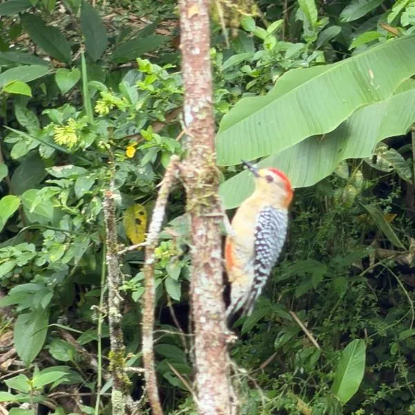 ecopolis birds lodge，位于El Queremal的酒店