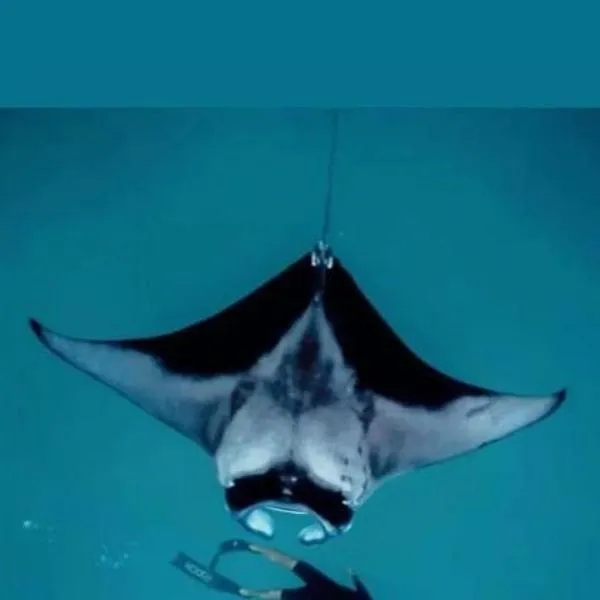 Oceanvine Maldives，位于Mahibadhoo的酒店