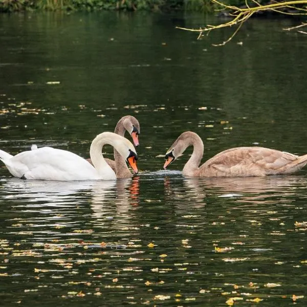多米可德西公寓，位于Lubicz的酒店
