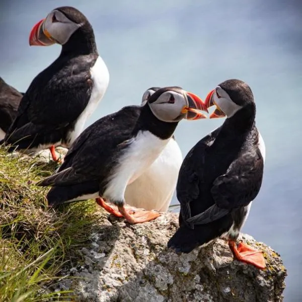 Malarhorn Accommodations，位于Drangsnes的酒店