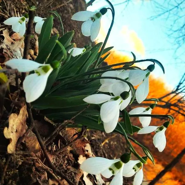 Rókabérc Vadászház Hotel，位于艾尔德贝涅的酒店