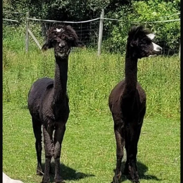 Landhaus Pfahlershof，位于Karolinenkoog的酒店