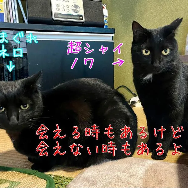 民宿とランチ大ちゃんち，位于四万十市的酒店