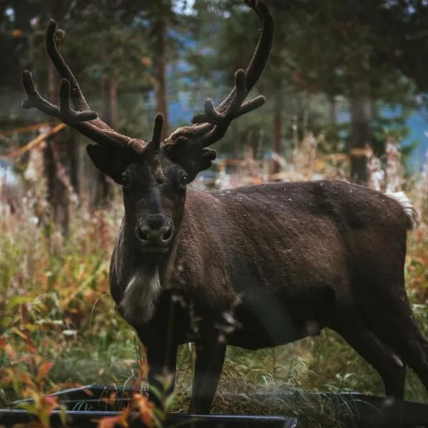 Reindeer Lodge，位于尤卡斯耶尔维的酒店