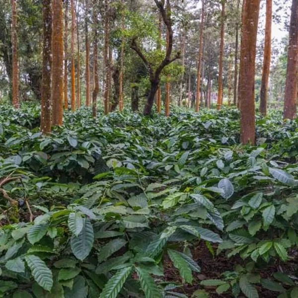 Coorg Misty Mountains Stay，位于马迪凯里的酒店