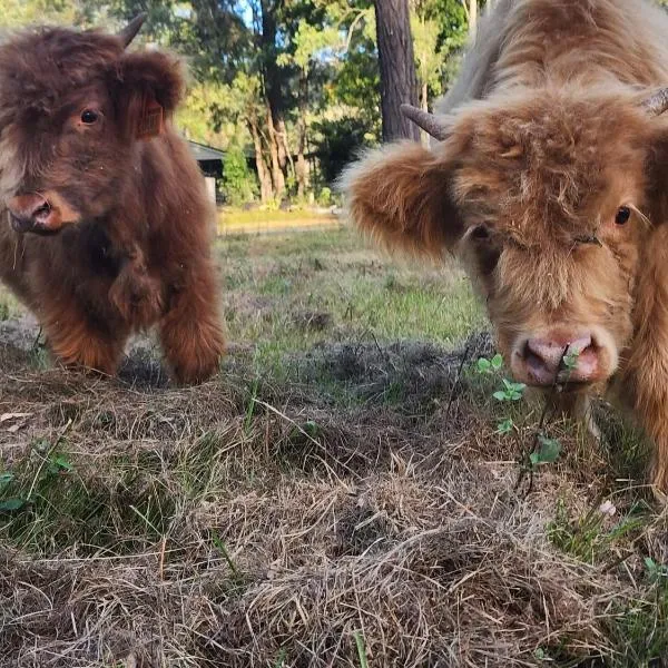 Country Stay on south side of Brisbane，位于Logan Village的酒店