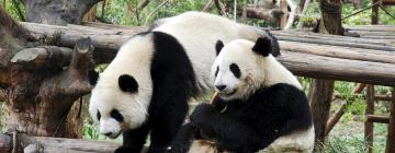 成都大熊猫繁育研究基地周边酒店
