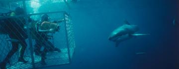 Shark Cage Diving Gansbaai周边酒店