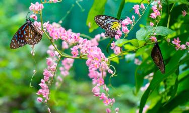 Malacca Butterfly & Reptile Sanctuary周边酒店