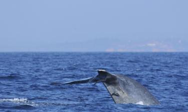 Whale Watching Mirissa周边酒店