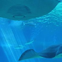 丹麦蓝色星球国家水族馆