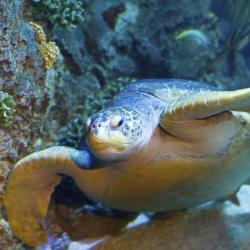 欧洲海洋生物水族馆