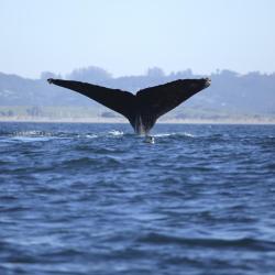 蒙特利湾赏鲸游轮