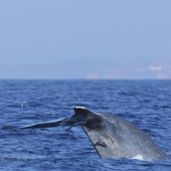 Whale Watching Mirissa