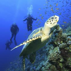 Coral Island Charters